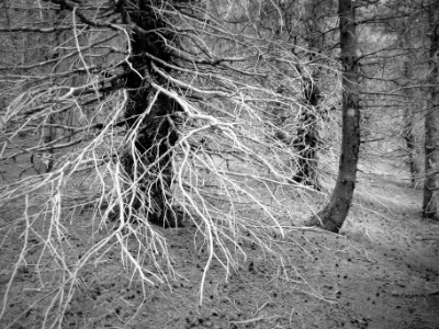 Cape Breton Forest